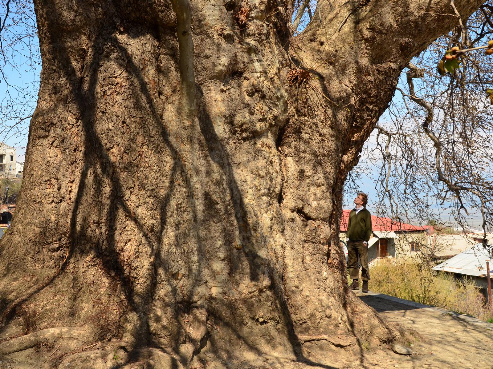 12. Wielki platan, ~900-letnie święte Drzewo z Telawi w Gruzji.