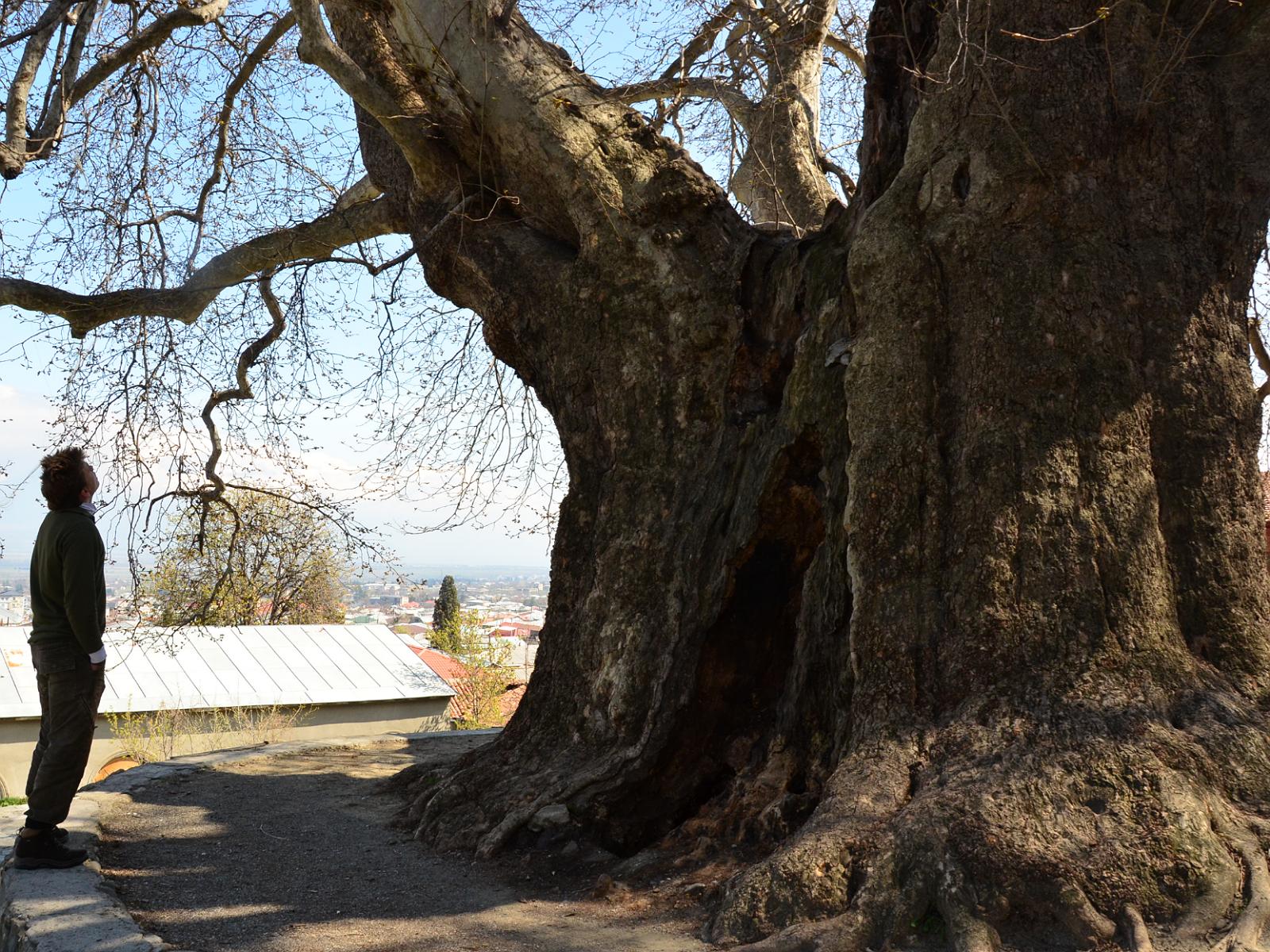 12.2 Niesamowity platan, ~900-letnie święte Drzewo z Telawi w Gruzji.